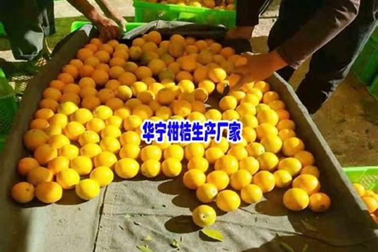 火龙果用什么肥料最好