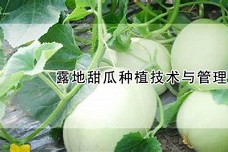 甜瓜苗期可以喷叶面肥吗？