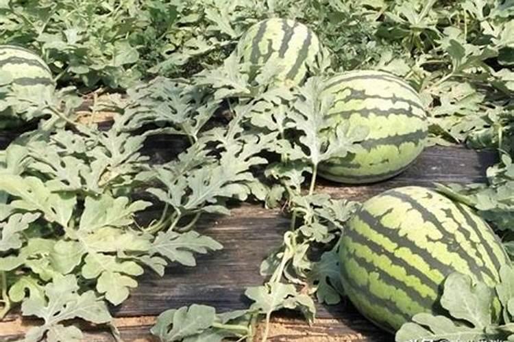 西瓜都需要施哪些肥料为好？
