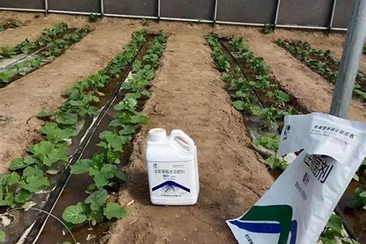 水稻钾肥的正确使用方法