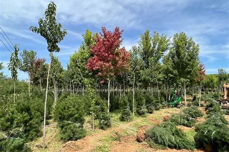 移植多久可以用磷肥 “移植后何时施用磷肥”