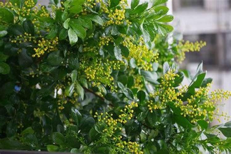 植物生长平衡液能用什么代替？
