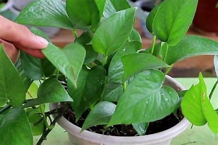 泡过的茶叶可以做花肥料吗