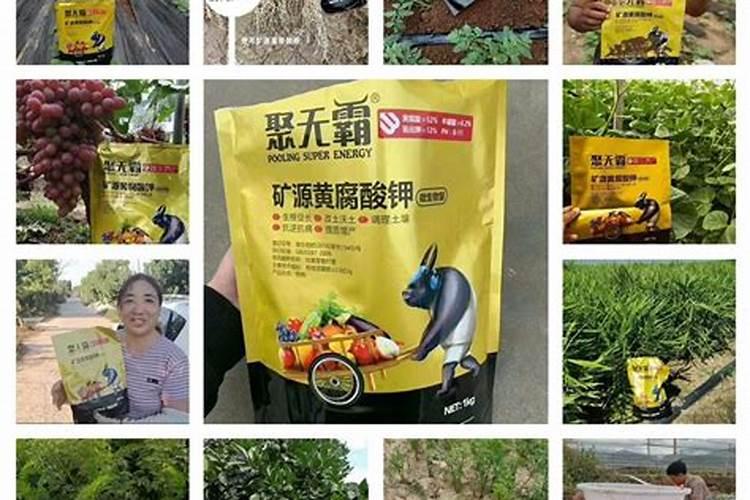 促花用什么肥最好