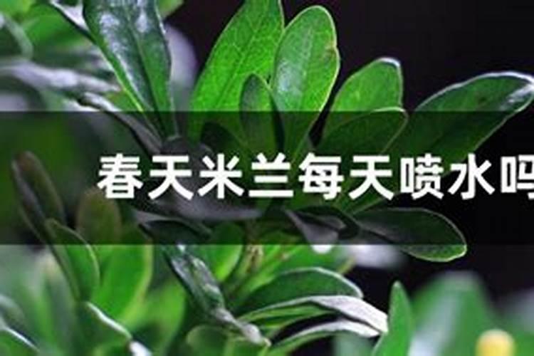 米兰春天这么养,疯狂冒新叶,开花香又多!