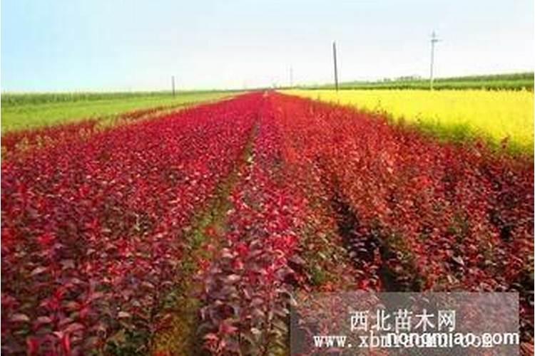 果树用什么肥料最好