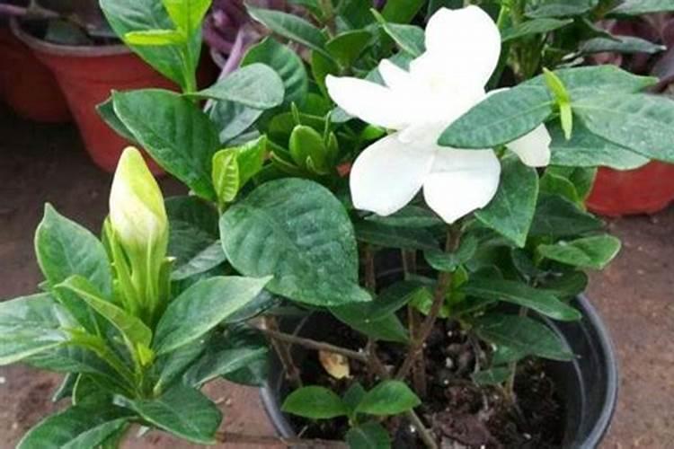 尿素浇花比例尿素浇花怎么样？