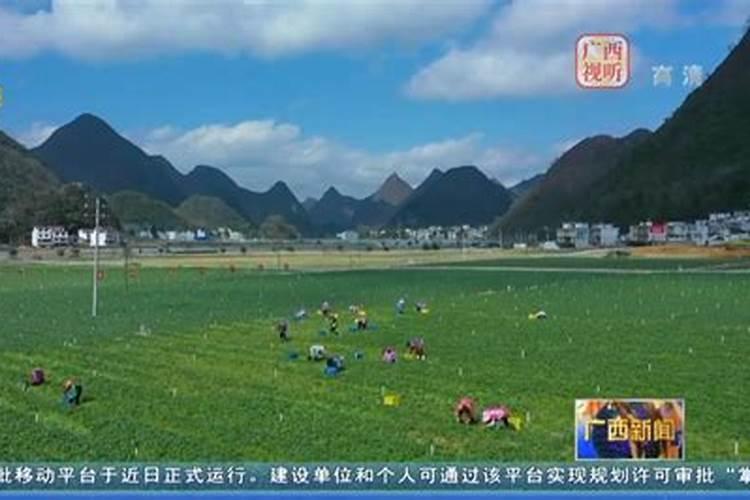 芒果的种植方法