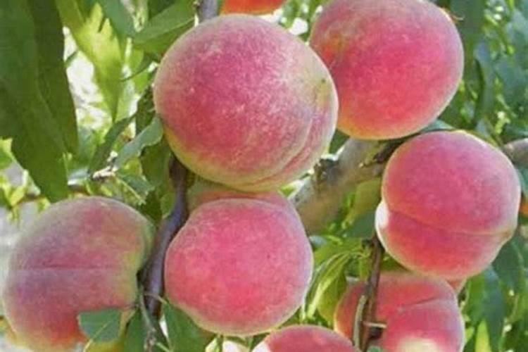 桃子什么时候是膨大期