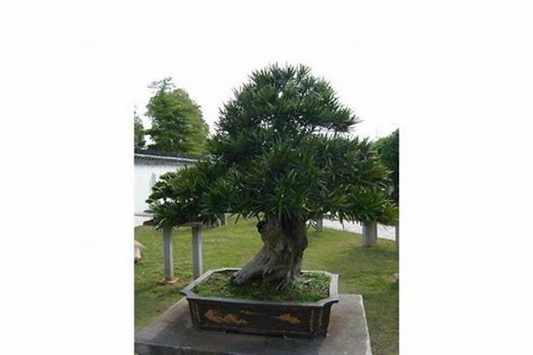 中量元素水溶肥30斤水用多少