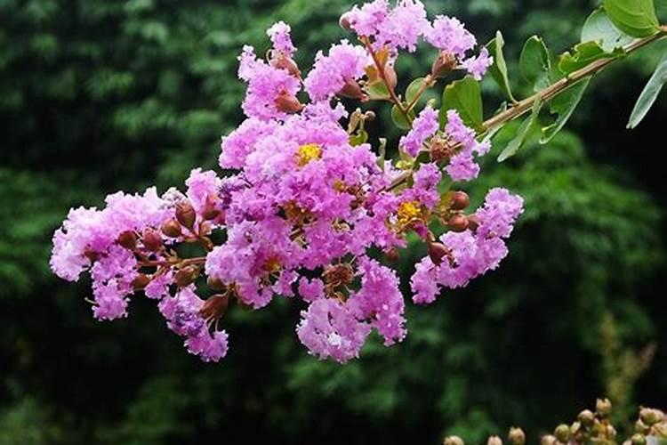 用珍珠岩代替粗沙养君子兰可以吗？