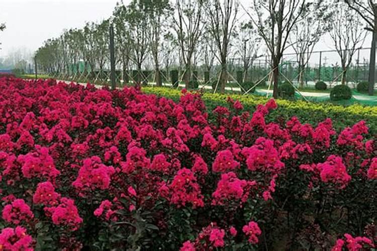 紫薇花怎么养才合适 三个方法养好紫薇花