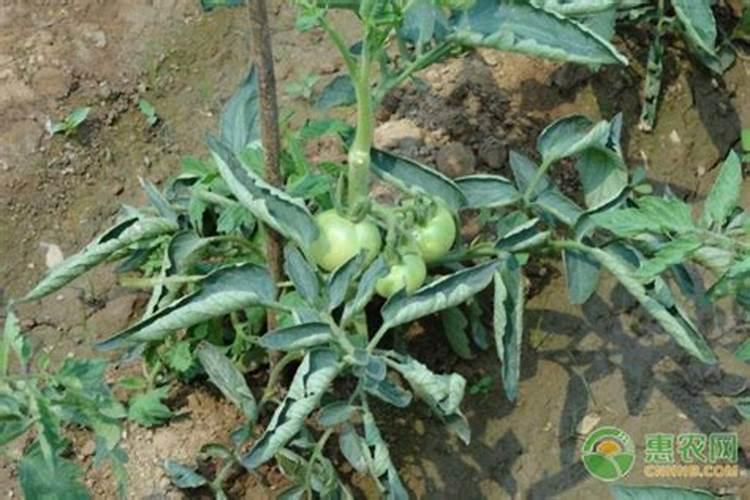 西红柿定后需要冲施几次生根剂？