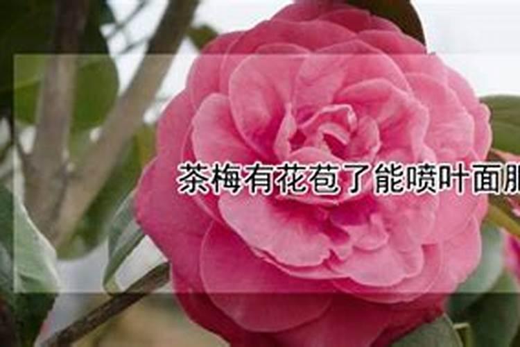 在葡萄的开花阶段进行浇水同时施用硼肥是否可行