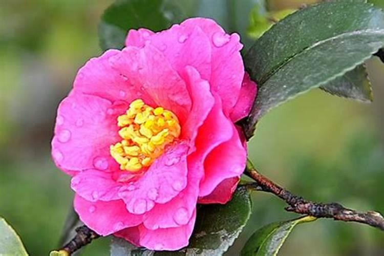 茶梅有花苞了能喷叶面肥吗？