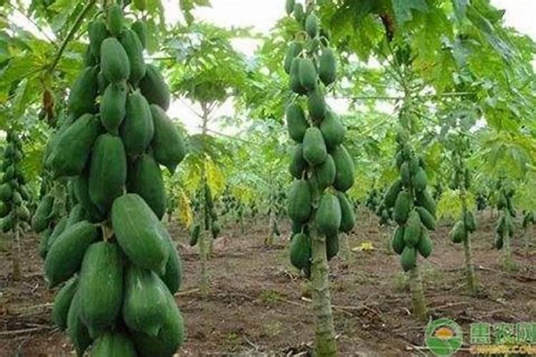 蓝莓移栽要修根吗？