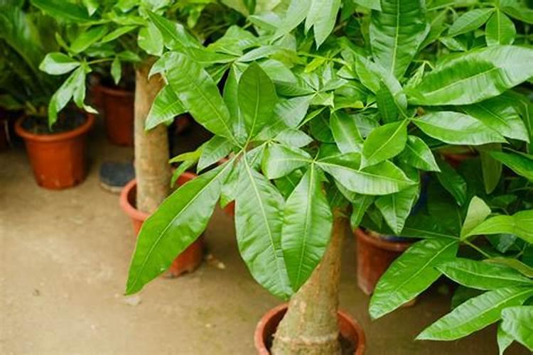 发财树如何施肥