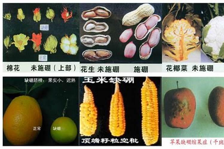 如何施用硼肥？