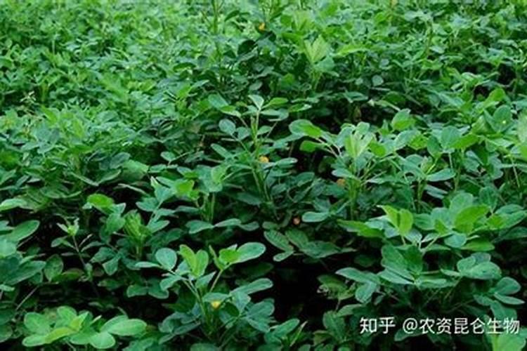 豆子用什么肥料好？