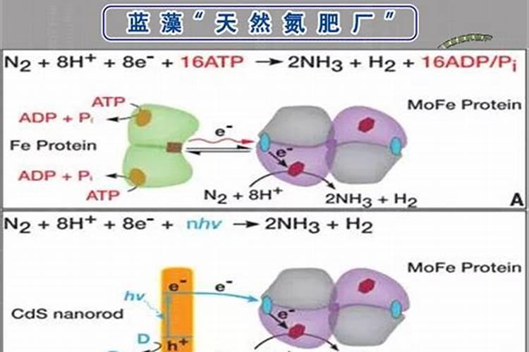 有机肥含有氮肥、磷肥、钾肥吗？