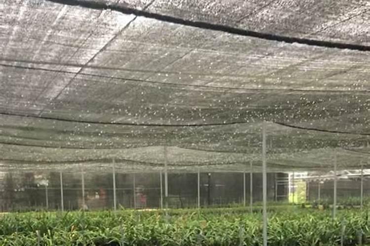 兰花施肥养护技巧