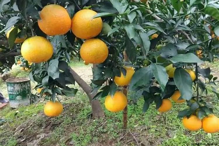 土豆浇水的正确方法
