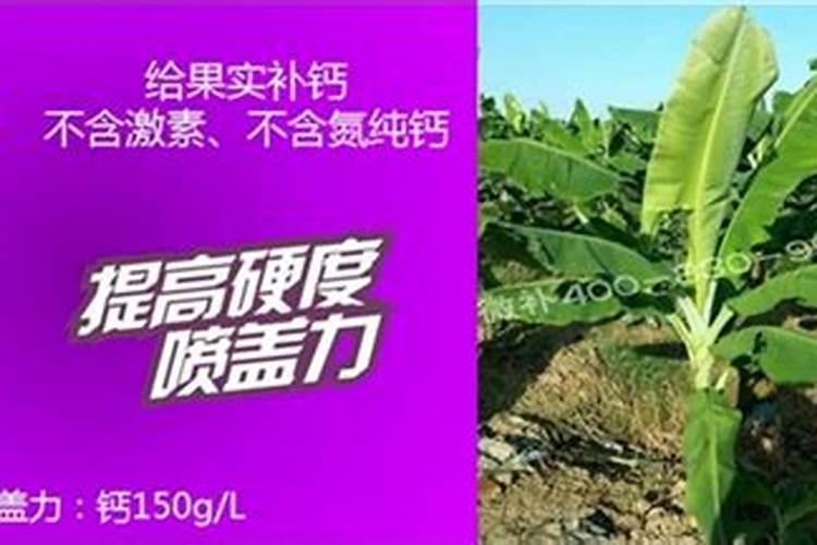 温室种植草莓在使用钙肥时,都有哪些注意事项？