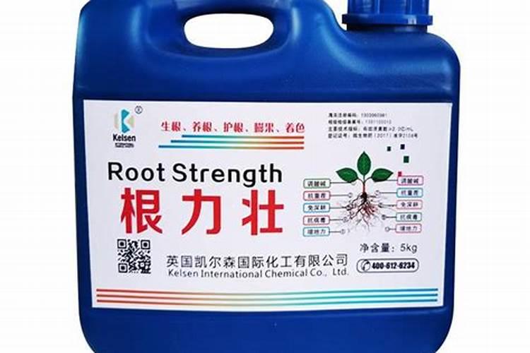 家里养什么花旺财健康