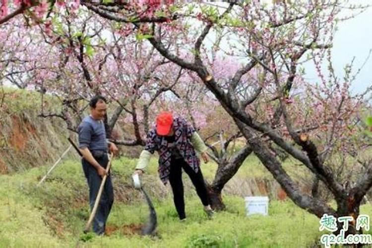 芝麻饼肥和菜籽饼哪个好
