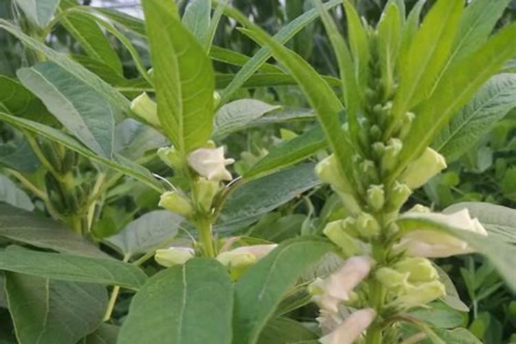 柿子树刚下果施肥吗？
