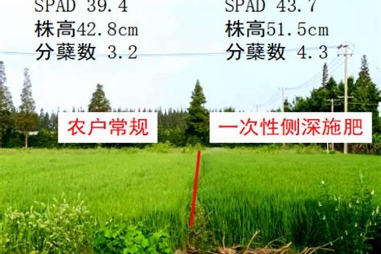 小麦使用氮肥好还是含硫含锌的肥好？
