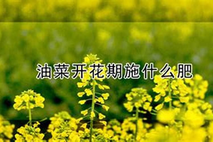 盆栽海棠和长寿花浇水频率一样吗