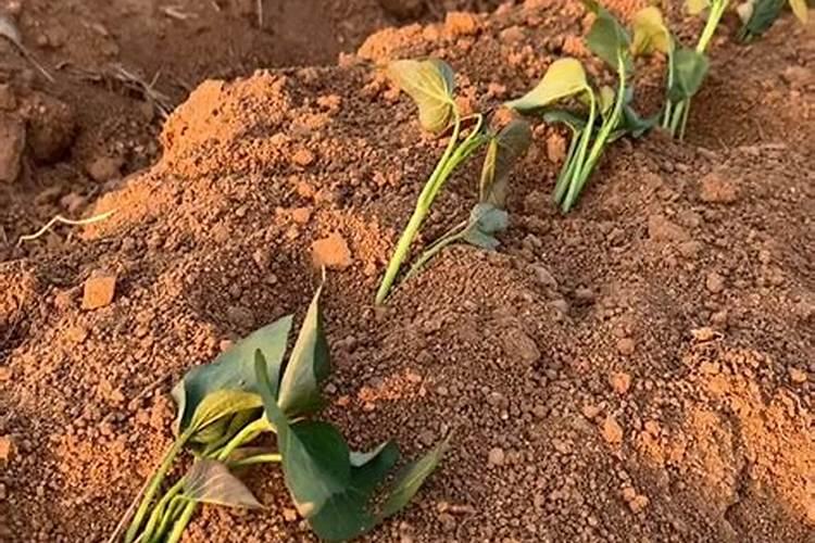 红薯苗怎样种植产量高 第三次施肥是提苗肥