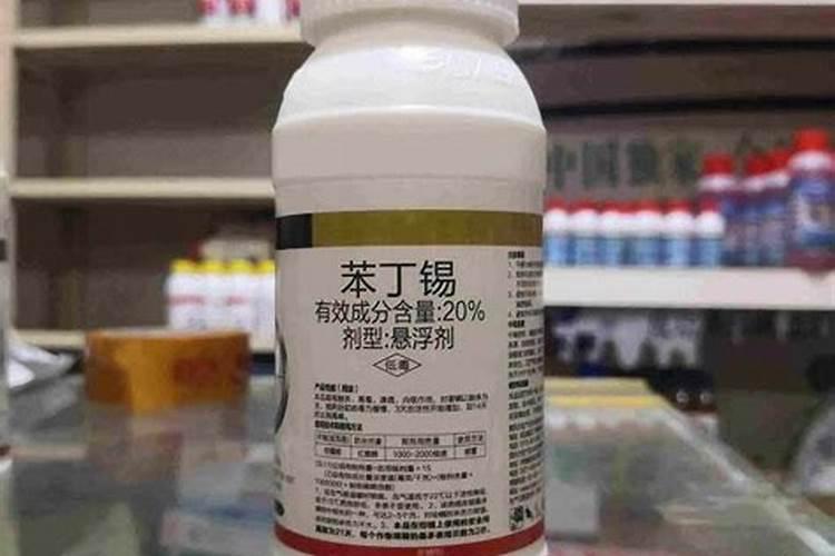 沙糖桔管理方法