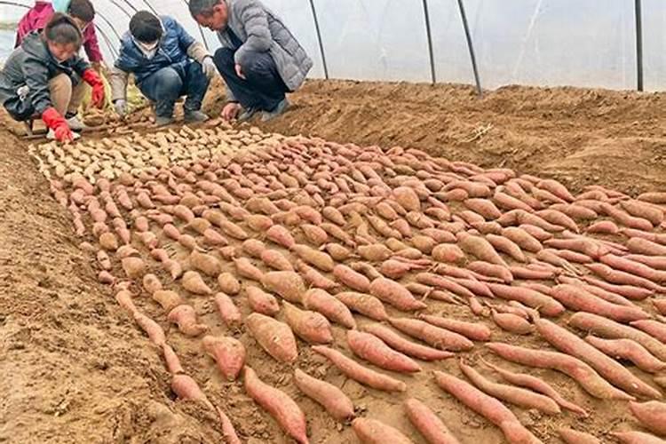 红薯苗喷什么叶面肥生长快,红薯苗什么时候种植好