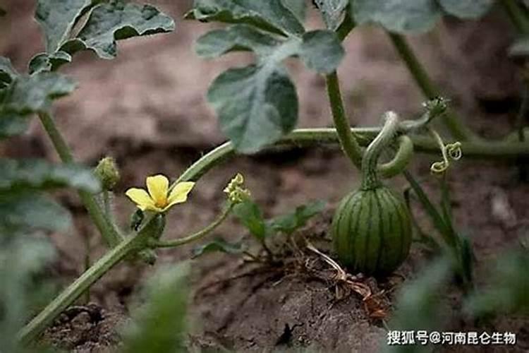 种植西瓜用什么肥料最佳