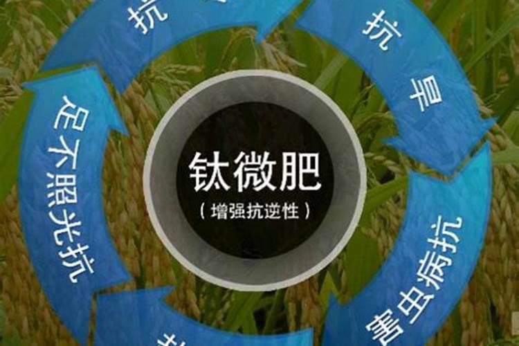 果实如何快速膨果？用啥肥料比较好？