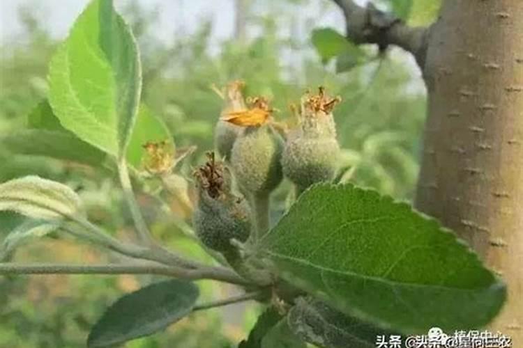 磷肥对果树的作用是什么