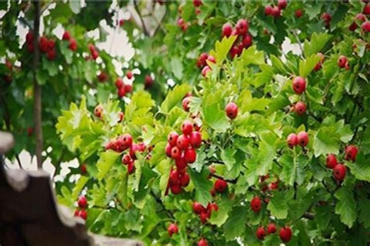 山楂树施肥的最佳时间和方法