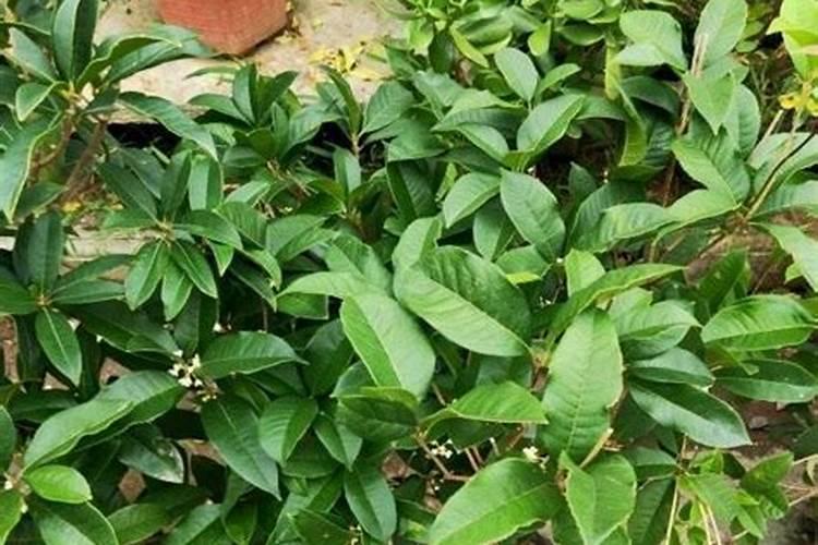 桂花春天施什么肥合适