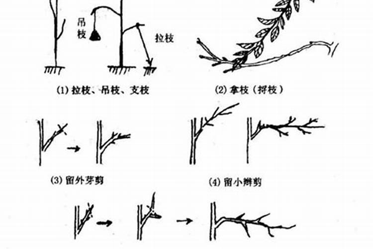 果树膨大期应该如何施用水溶性肥料