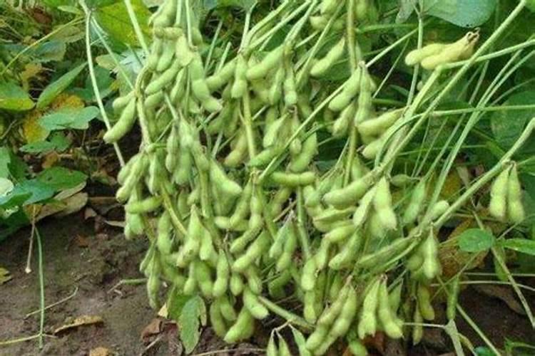 黄豆开花期需要施什么肥 什么时候施肥能高产