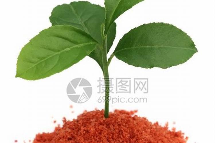 玉米用什么肥料做底肥好