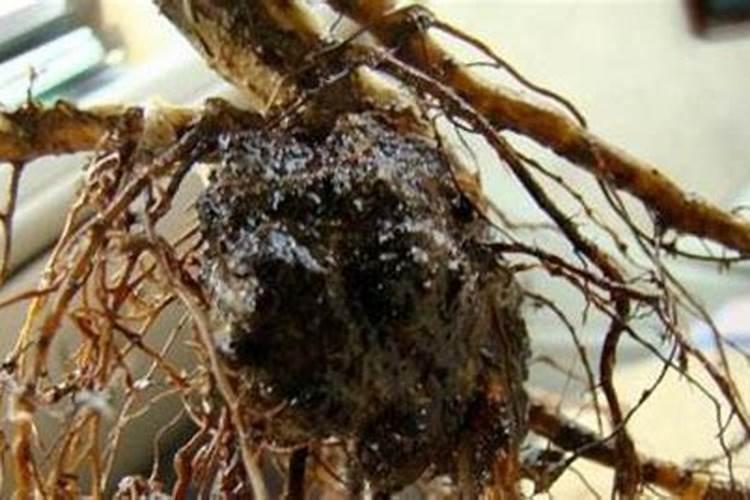 栀子花有了花苞老不开是什么原因 解决方法是什么