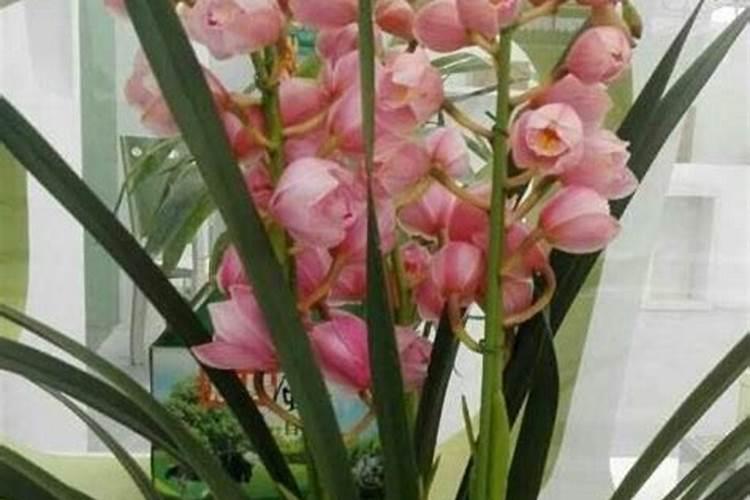 大花蕙兰怎么施肥