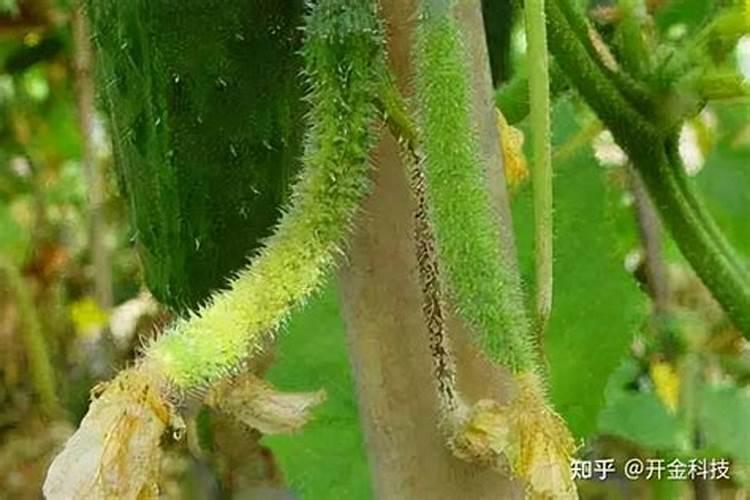 我的红掌不开花了,只长叶子,怎么处理呢？