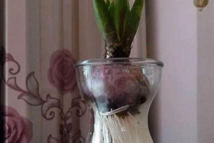 风信子如何快速生根,种球消毒后控温生根