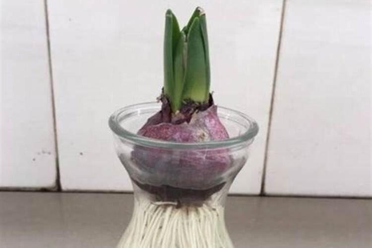 风信子施氮肥多少天