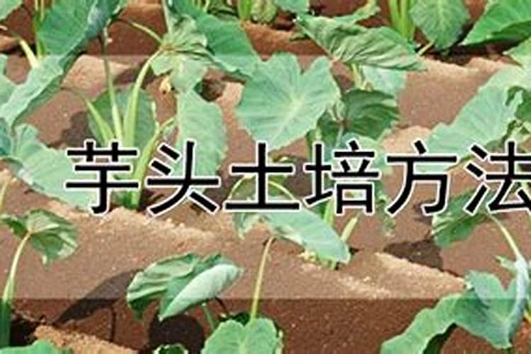 芋头生长过程打什么药