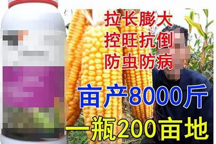 玉米硼肥啥时施最佳